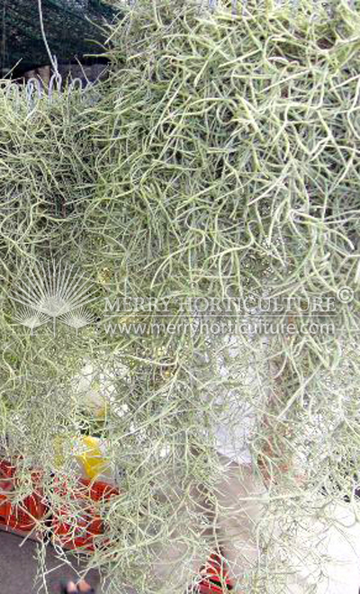 Tillandsia usneoides 'air plants'